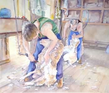 Shearing Time